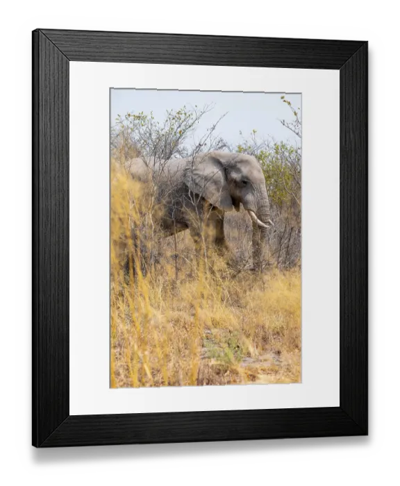 Framed Print : African elephant (Loxodonta africana) Framed Print : African elephant (Loxodonta africana)