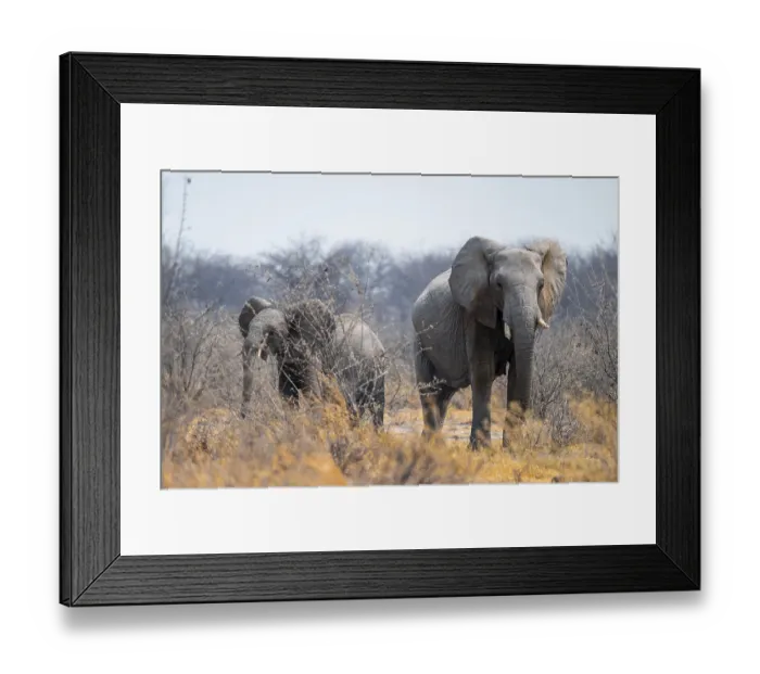 Framed Print : African elephant (Loxodonta africana)