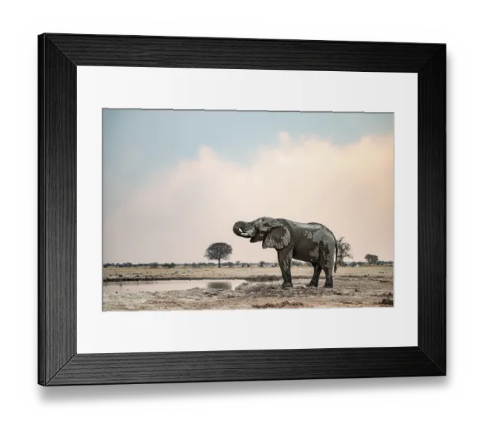 Framed Print : African elephant (Loxodonta africana) drinking at waterhole