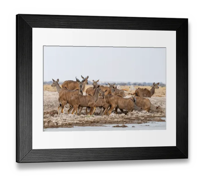 Framed Print : Big Kudu (Tragelaphus strepsiceros)