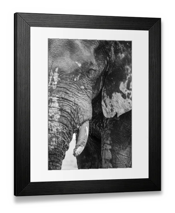 Framed Print : Animal Portrait, Dramatic African Elephant (Loxodonta africana)