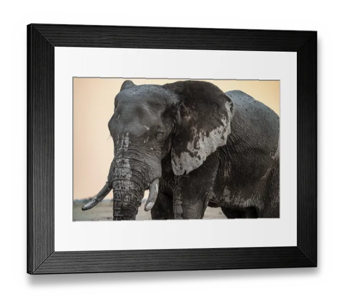 Framed Print : Animal Portrait, Dramatic African Elephant (Loxodonta africana) Framed Print : Animal Portrait, Dramatic African Elephant (Loxodonta africana)
