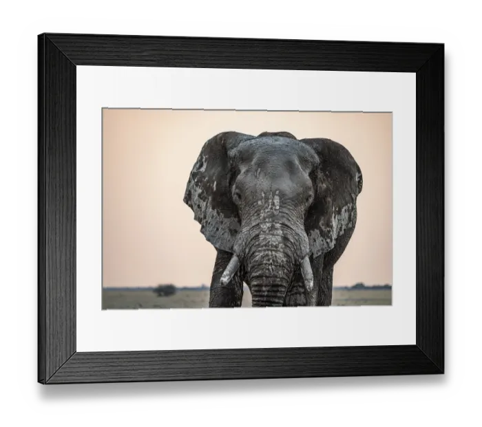 Framed Print : Animal Portrait, Dramatic African Elephant (Loxodonta africana)