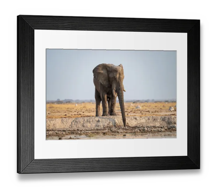 Framed Print : African elephant (Loxodonta africana) drinking at waterhole Framed Print : African elephant (Loxodonta africana) drinking at waterhole