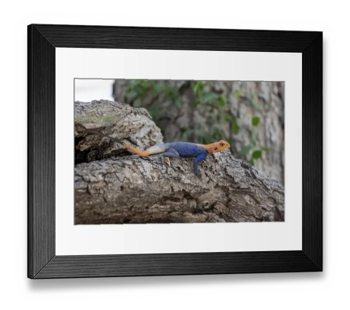 Framed Print : Male red-headed rock Agama (Agama Agama) Framed Print : Male red-headed rock Agama (Agama Agama)