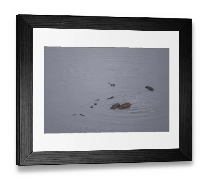 Framed Print : Single hippopatamus (Hippopatamus amphibius) in water Framed Print : Single hippopatamus (Hippopatamus amphibius) in water