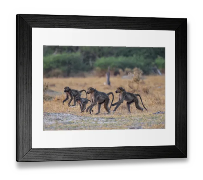 Framed Print : Chacma baboons (Papio ursinus) adults and young animals foraging Framed Print : Chacma baboons (Papio ursinus) adults and young animals foraging