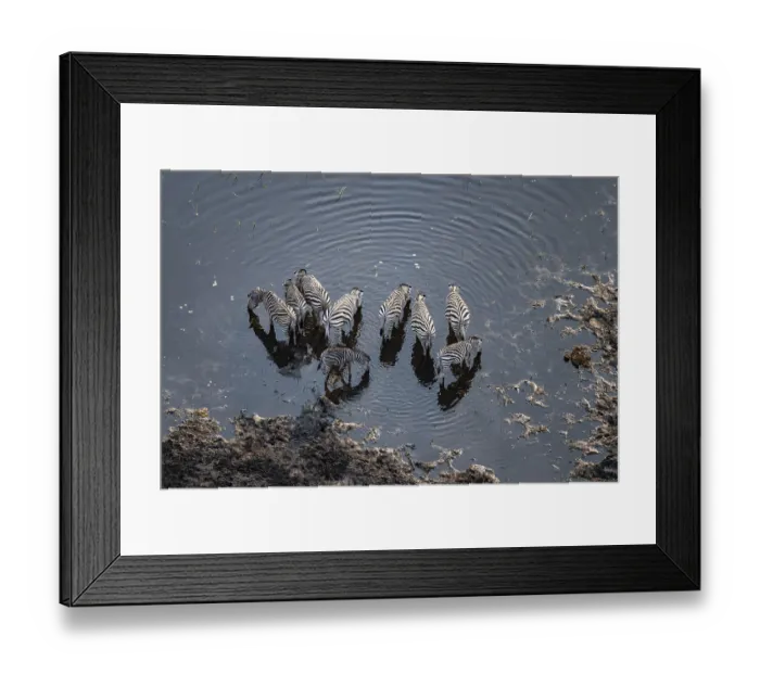 Framed Print : Steppe zebras (Equus quagga) drinking by the river