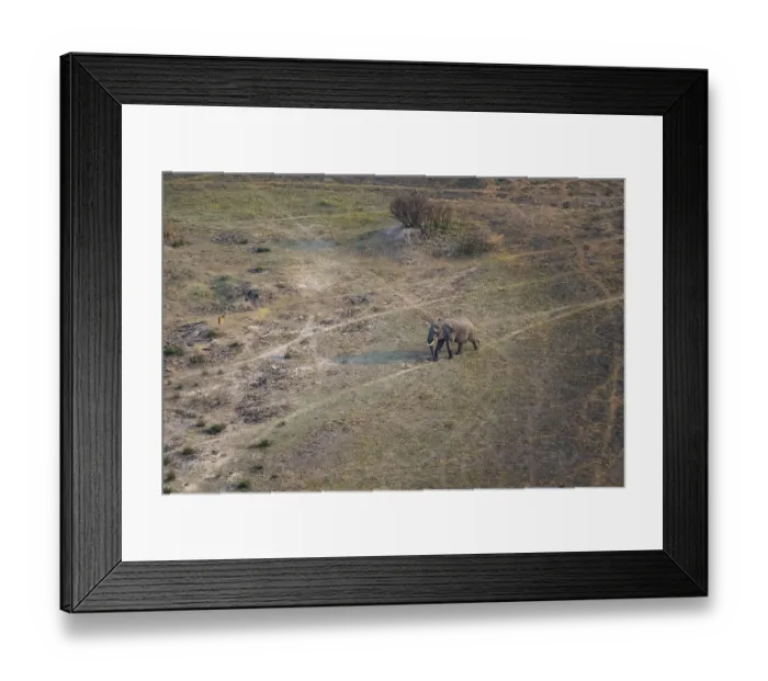 Framed Print : African elephant (Loxodonta africana) in dry savanna