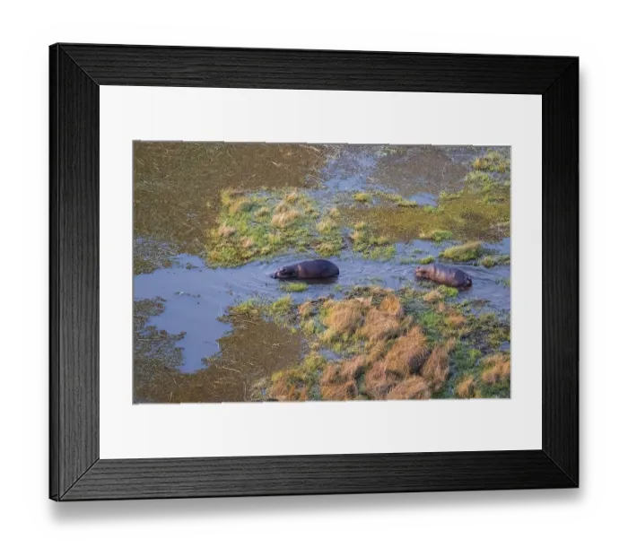 Framed Print : Two hippos (Hippopatamus amphibius) in water