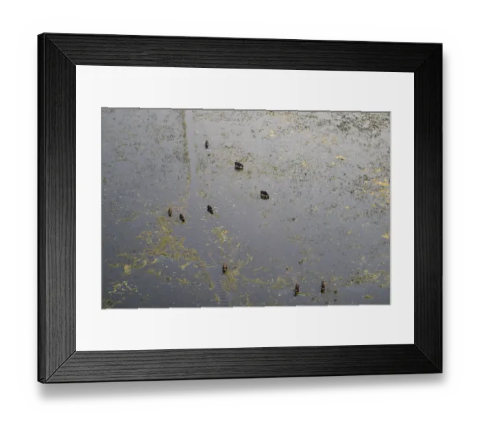 Framed Print : Kaffir buffalo (Syncerus caffer caffer)