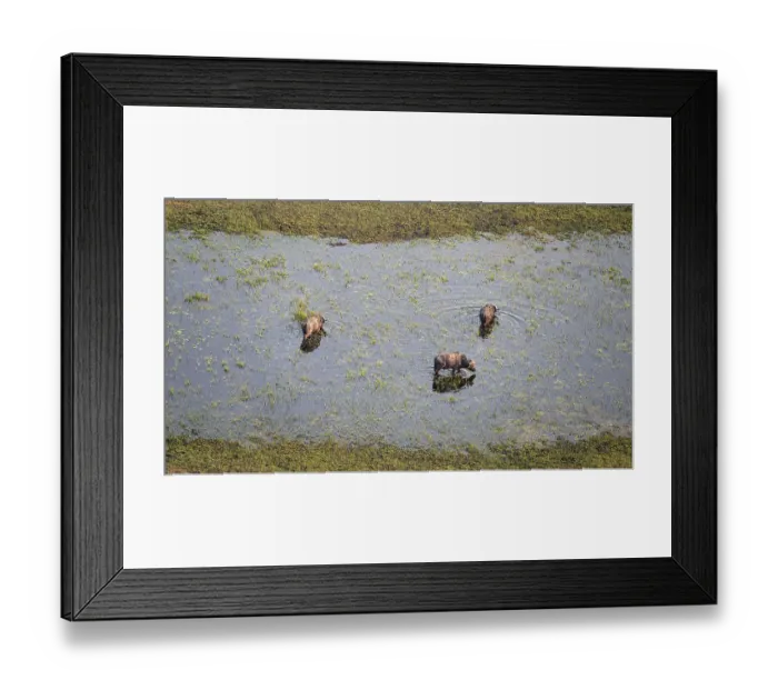 Framed Print : Kaffir buffalo (Syncerus caffer caffer)