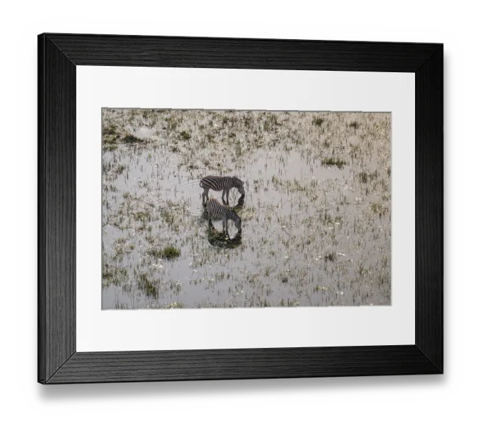 Framed Print : Steppe zebras (Equus quagga) drinking by the river