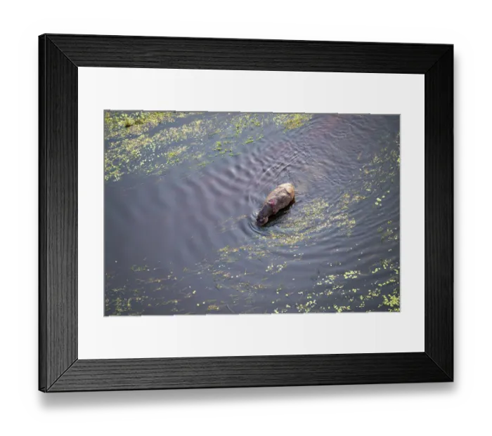 Framed Print : Single hippopatamus (Hippopatamus amphibius) with injury in water