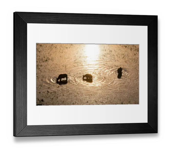 Framed Print : Kaffir buffalo (Syncerus caffer caffer)