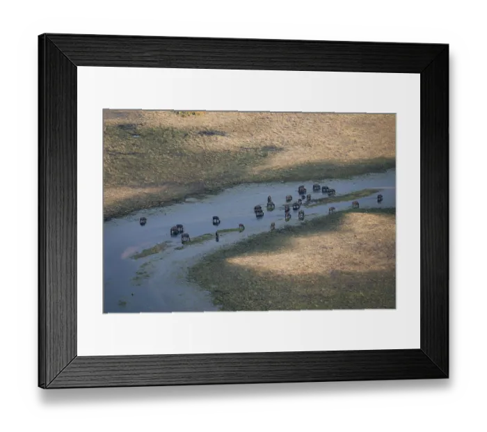Framed Print : Kaffir buffalo (Syncerus caffer caffer)