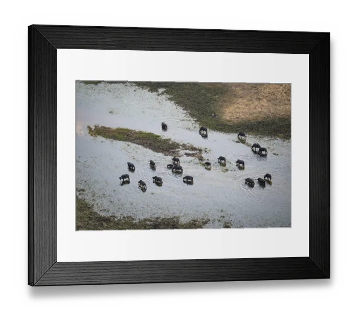 Framed Print : Kaffir buffalo (Syncerus caffer caffer)