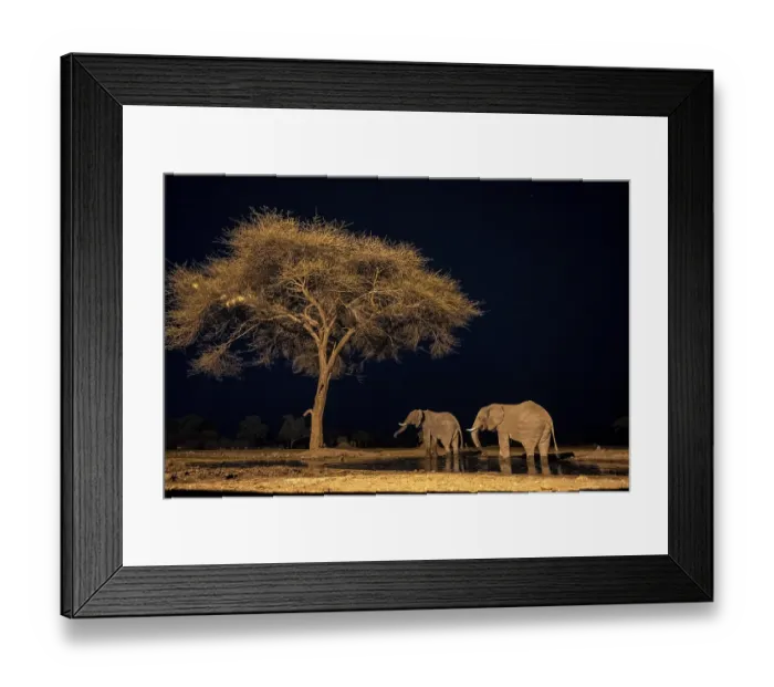 Framed Print : Waterhole at night, African elephants drinking Framed Print : Waterhole at night, African elephants drinking