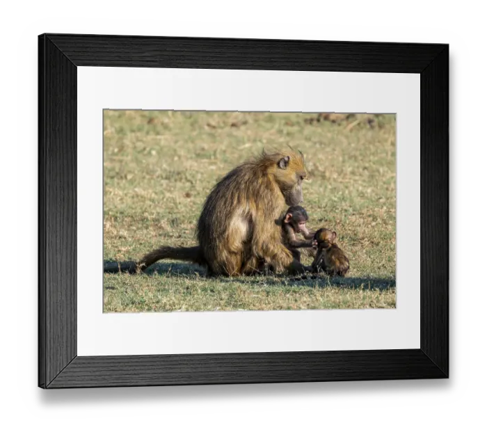 Framed Print : Young animal playing with mother