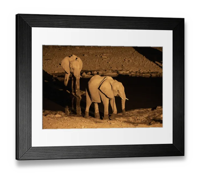 Framed Print : Night view, African elephant (Loxodonta africana)