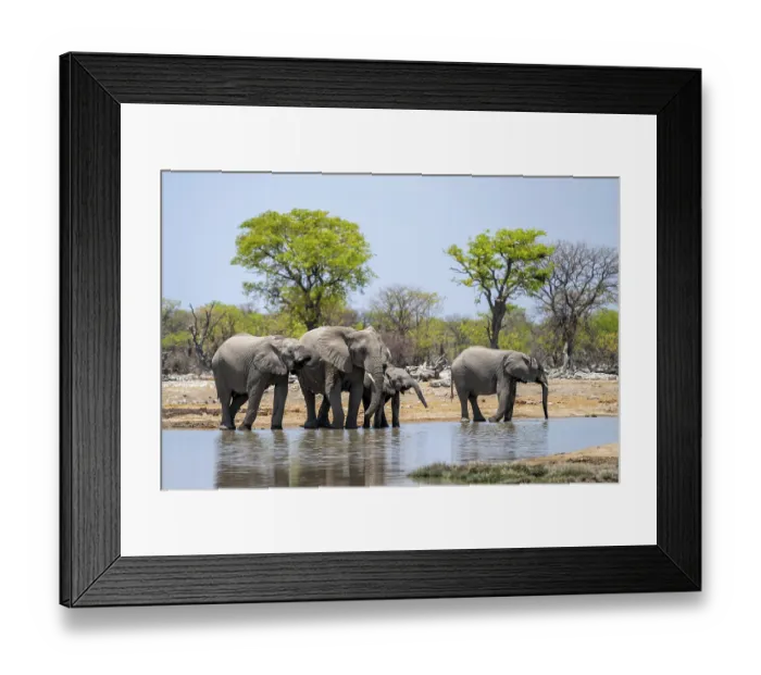Framed Print : African elephant (Loxodonta africana) drinking at a watering hole