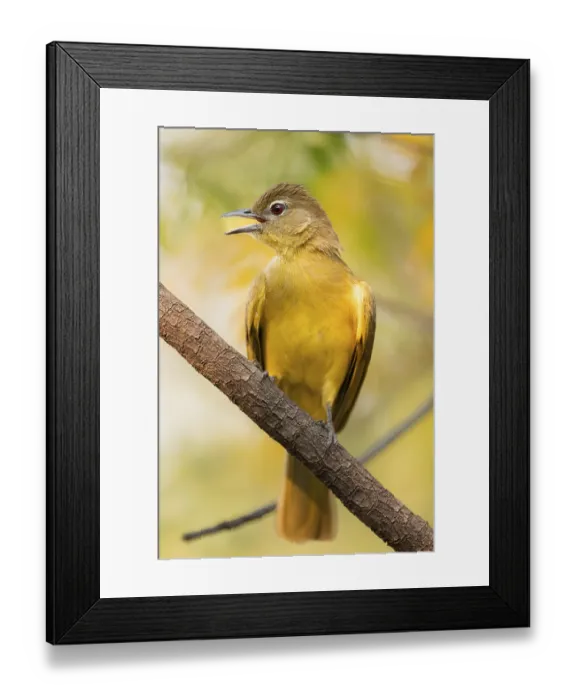 Framed Print : Yellow-bellied Greenbul (Chlorocichla flaviventris)