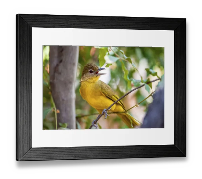 Framed Print : Yellow-bellied Greenbul (Chlorocichla flaviventris) Framed Print : Yellow-bellied Greenbul (Chlorocichla flaviventris)