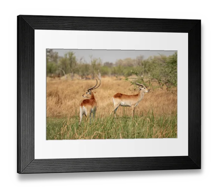 Framed Print : Letschwe or litchi bog antelope (Kobus leche) Framed Print : Letschwe or litchi bog antelope (Kobus leche)