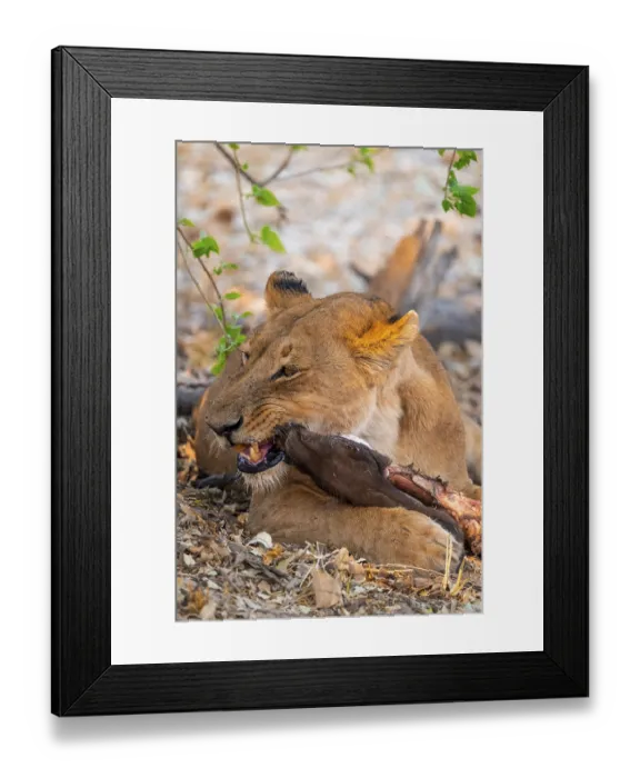 Framed Print : Lion pack with kill, lion (Panthera Leo) eats buffalo Framed Print : Lion pack with kill, lion (Panthera Leo) eats buffalo