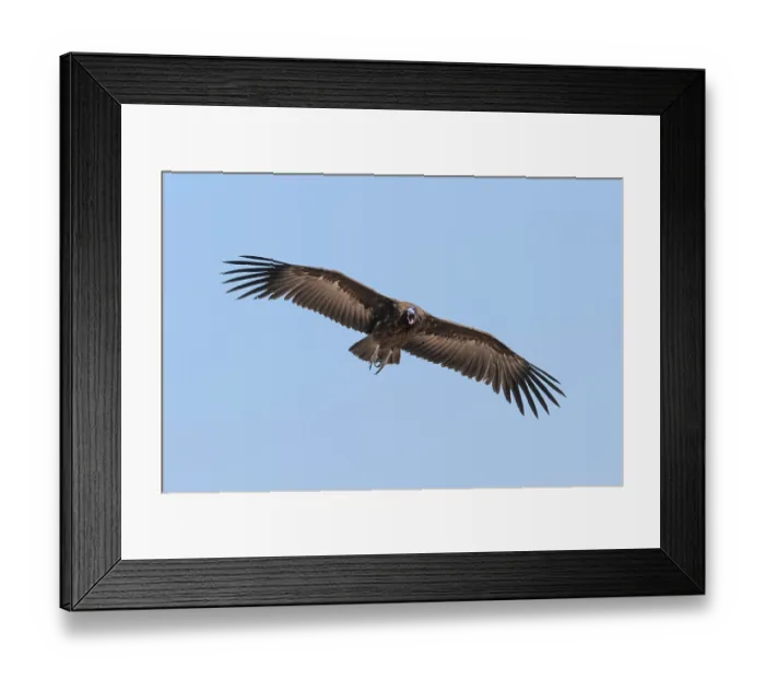 Framed Print : Hooded Vulture (Necrosyrtes monachus) in flight