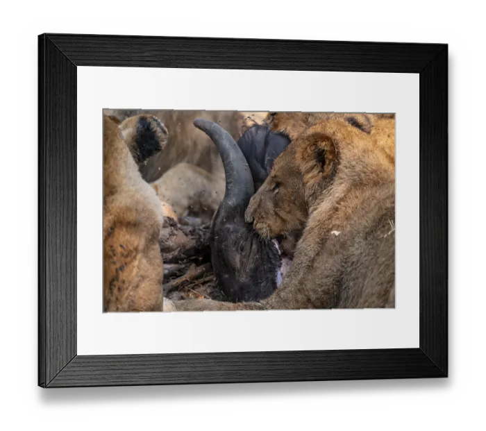 Framed Print : Lion pack with kill, lion (Panthera Leo) eats buffalo