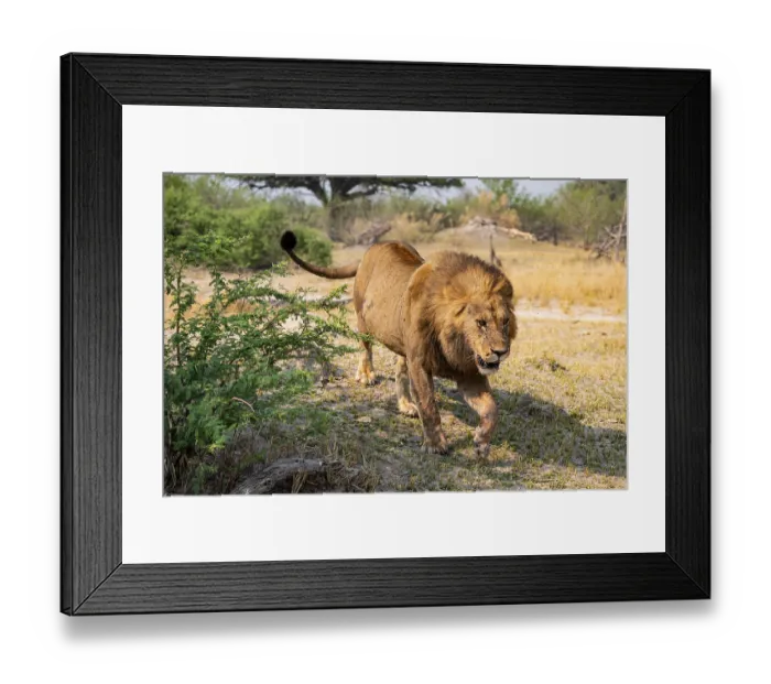Framed Print : Maned Lion, Lion (Panthera Leo) runs