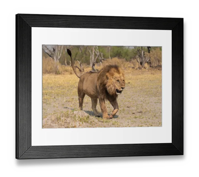 Framed Print : Maned lion, lion (Panthera Leo) runs to the side