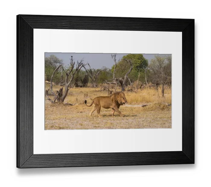 Framed Print : Maned lion, lion (Panthera Leo) runs to the side
