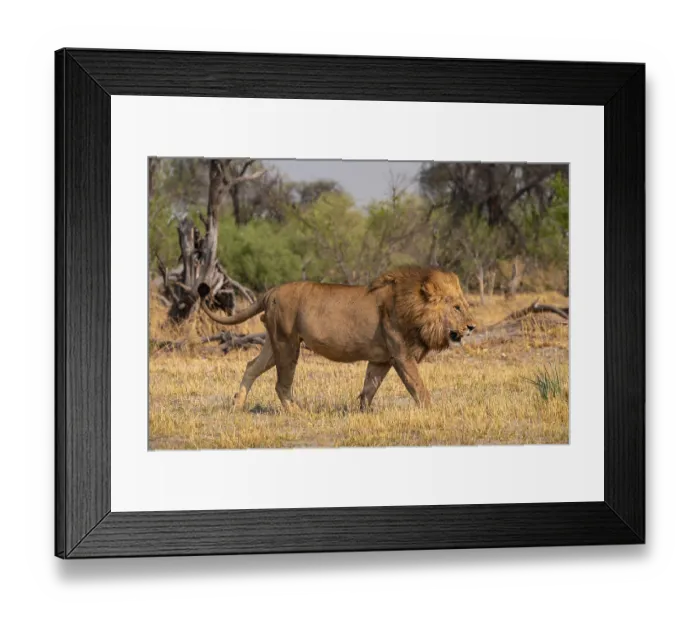 Framed Print : Maned Lion, Lion (Panthera Leo) runs