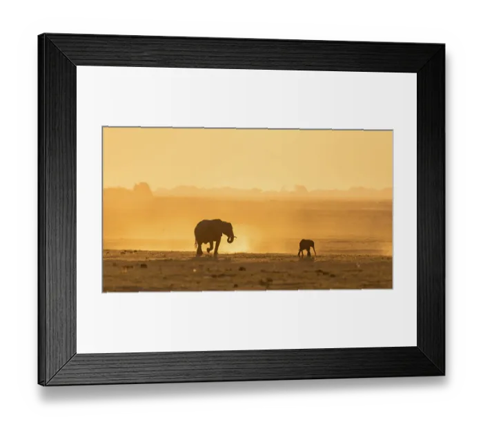 Framed Print : African elephant (Loxodonta africana)