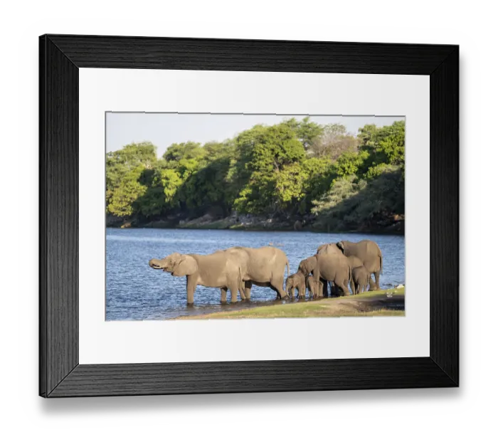 Framed Print : African elephant (Loxodonta africana) drinking in Chobe River Framed Print : African elephant (Loxodonta africana) drinking in Chobe River