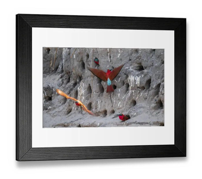Framed Print : Breeding caves on the banks of the Kwando