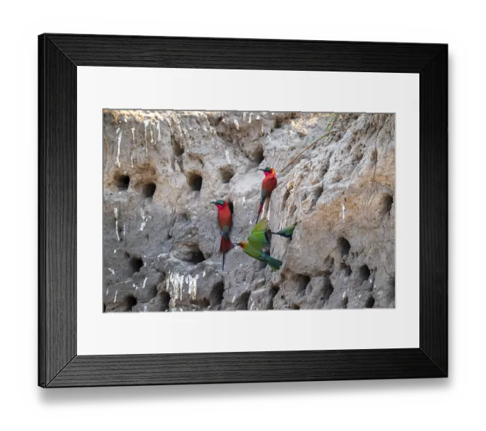 Framed Print : Breeding caves on the banks of the Kwando Framed Print : Breeding caves on the banks of the Kwando