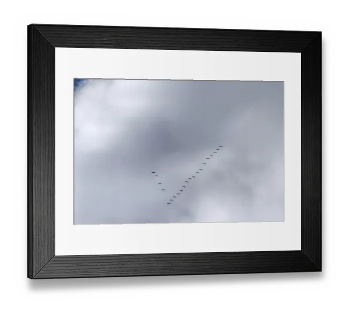 Framed Print : Cranes flying high up under clouds (Grus grus) Framed Print : Cranes flying high up under clouds (Grus grus)