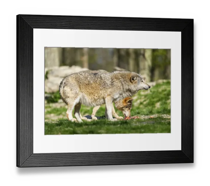 Framed Print : Eastern wolf (Canis lupus lycaon) standing on a meadow