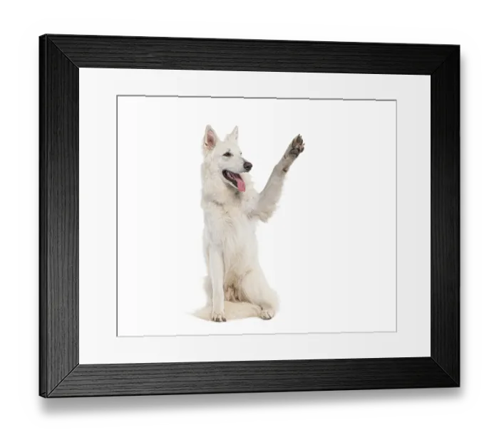 Framed Print : Studio shot of a playful and happy white dog highfiving in a display of obedience and positive reinforcement training