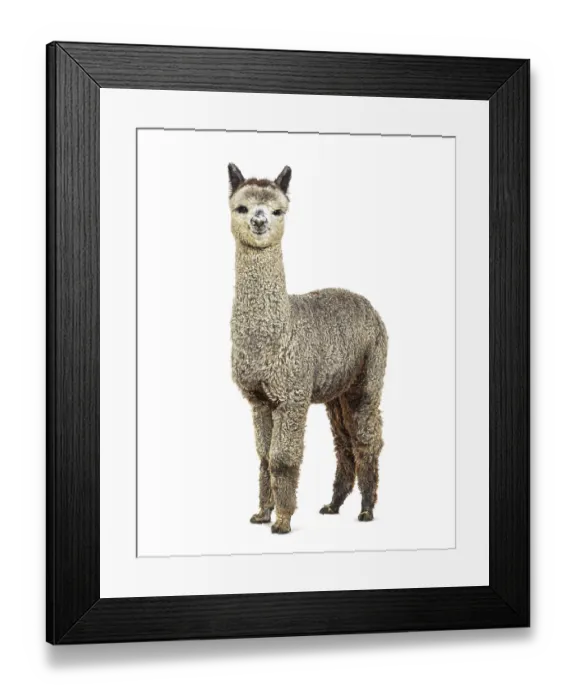 Framed Print : Medium silver grey alpaca looking at the camera- Lama pacos