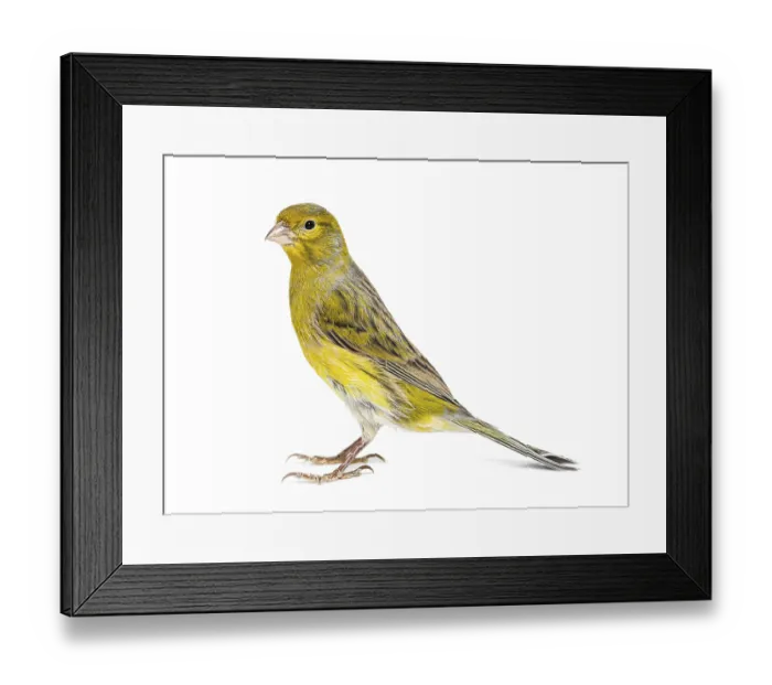Framed Print : Side view portrait of a pied canary