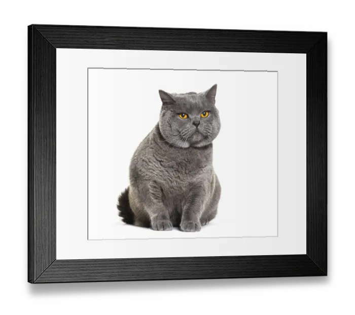Framed Print : Sitting grey British shorthair with orange eyes looking away