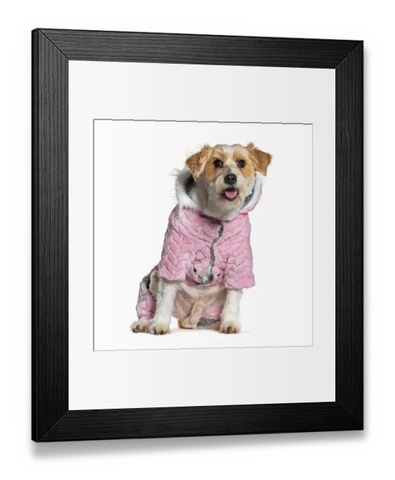 Framed Print : Panting Mongrel dog wearing a pink coat Framed Print : Panting Mongrel dog wearing a pink coat