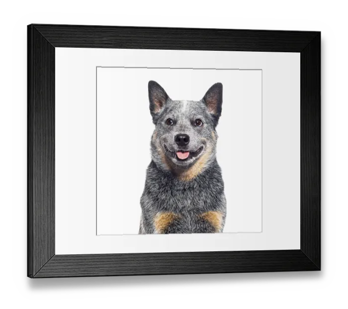 Framed Print : Head shot of a Australian Cattle Dog