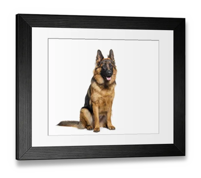 Framed Print : Sitting and panting German shepherd Framed Print : Sitting and panting German shepherd