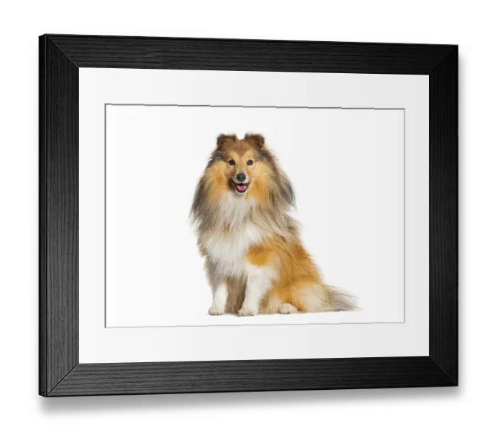 Framed Print : Happy sitting Sheltie panting, isolated on white