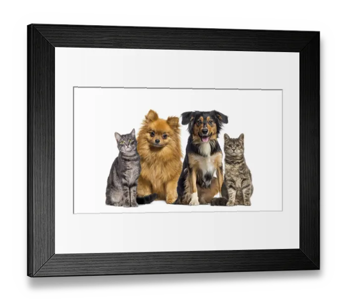 Framed Print : Small group of pets, cats and dogs sitting in a raw and looking at the camera